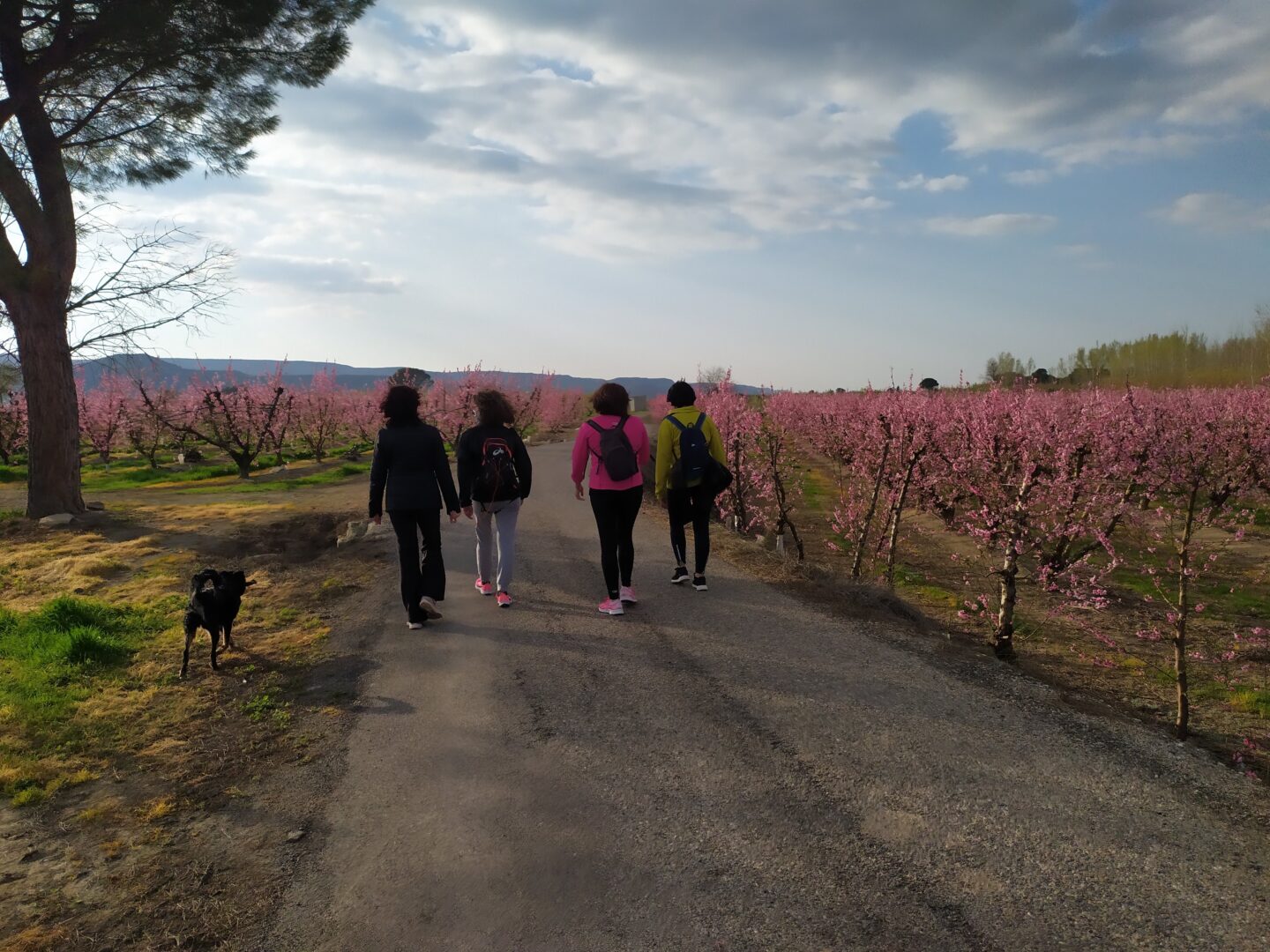 Floración Jovial