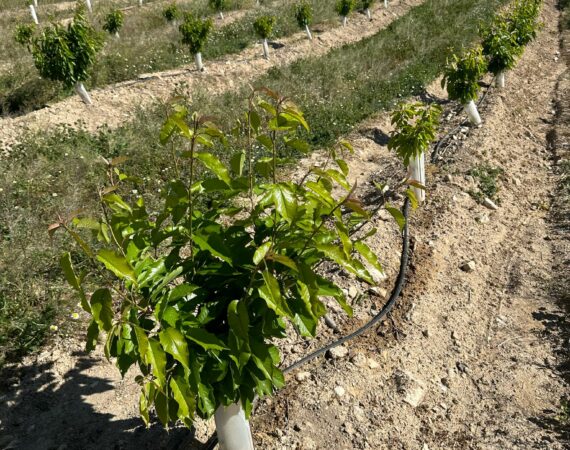 Agro Abril