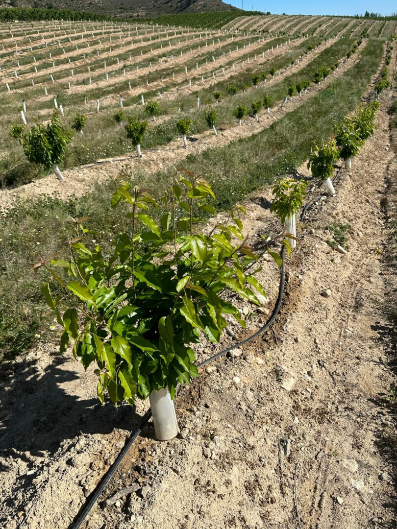 Agro Abril