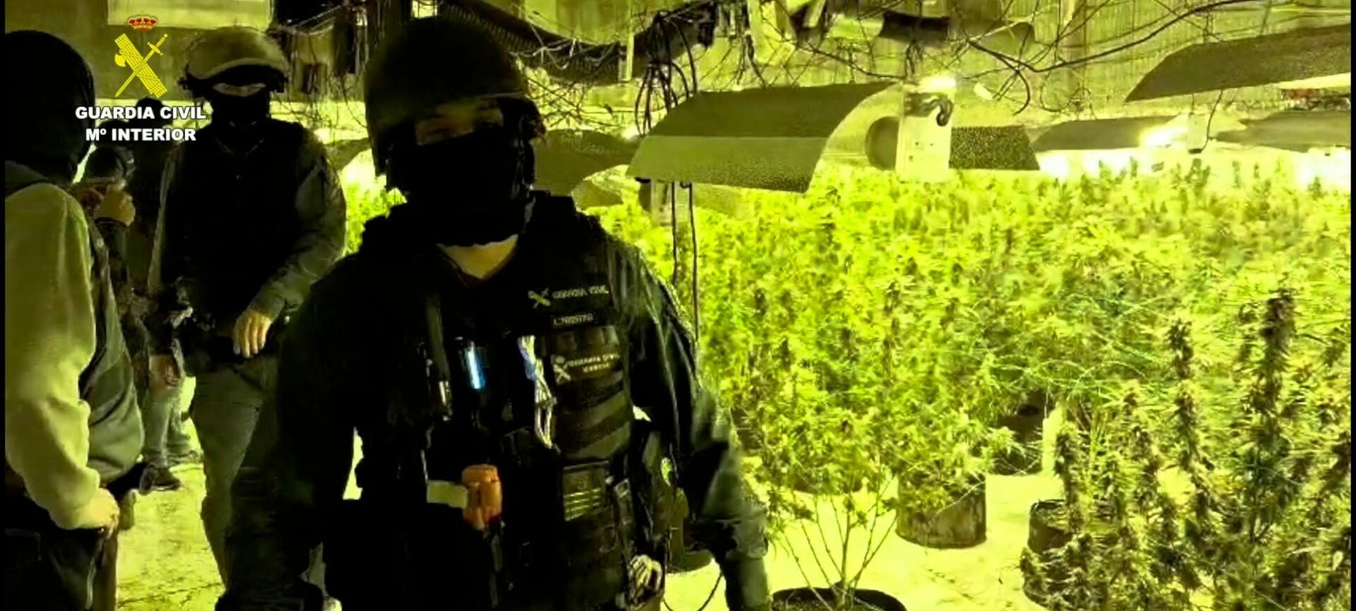 GC Marihuana
