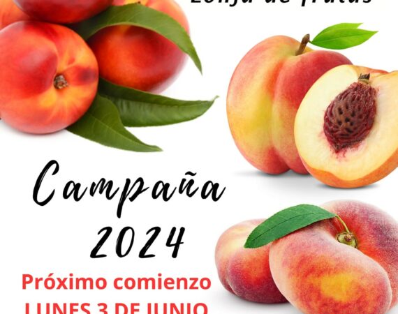 MF2024