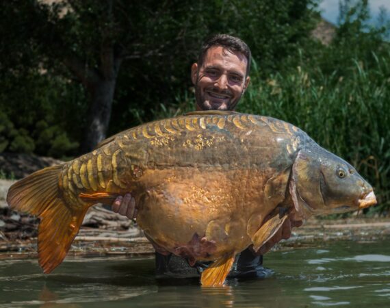 Carpa Real