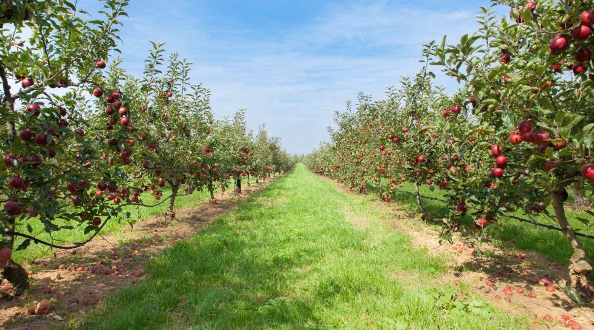 ¿Cómo puede afectar la guerra de Irán a zonas rurales como el Bajo/Baix Cinca?