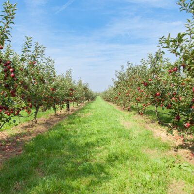 ¿Cómo puede afectar la guerra de Irán a zonas rurales como el Bajo/Baix Cinca?