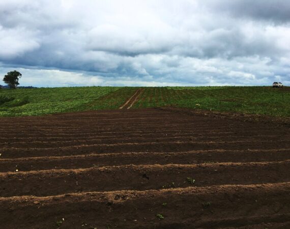 suelo agricultura