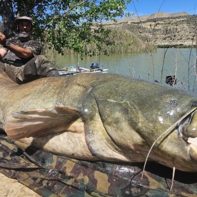 Pescan un impresionante siluro de más de 2,30 metros y «bien gordito» en Mequinenza