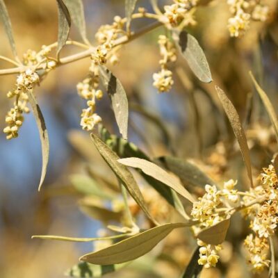 Mayo, un mes clave para la floración del olivo: te explicamos por qué