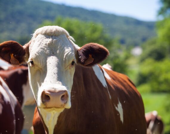 vaca