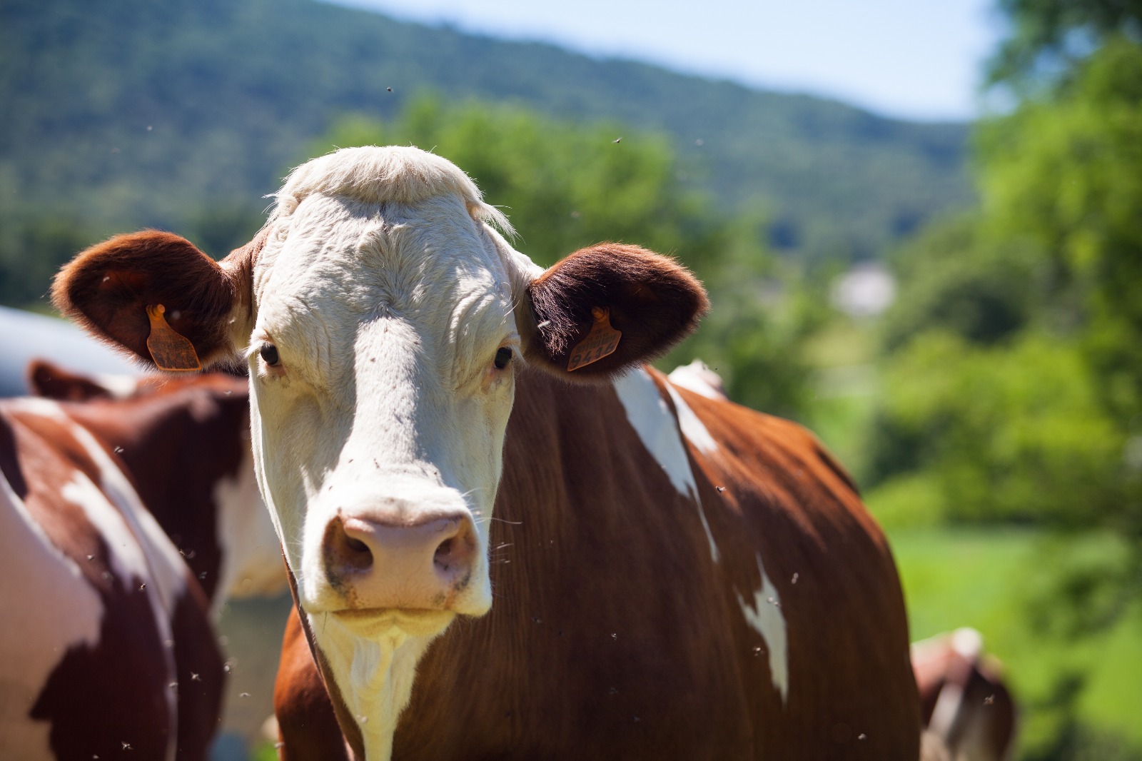 vaca