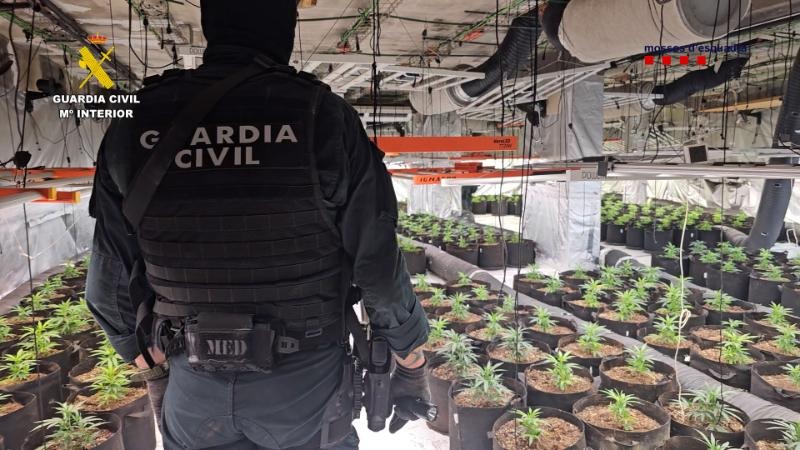 Guardia Civil y Mossos d´Esquadra desarticulan una organización criminal dedicada al cultivo de cannabis en Aragón y Cataluña
