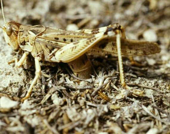 Plaga de langosta en Aragón