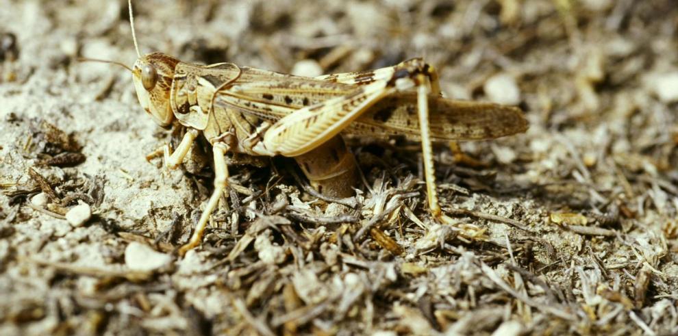 Agricultura impulsa medidas contra la plaga de langosta y amplía las ayudas por los daños de las tormentas de julio