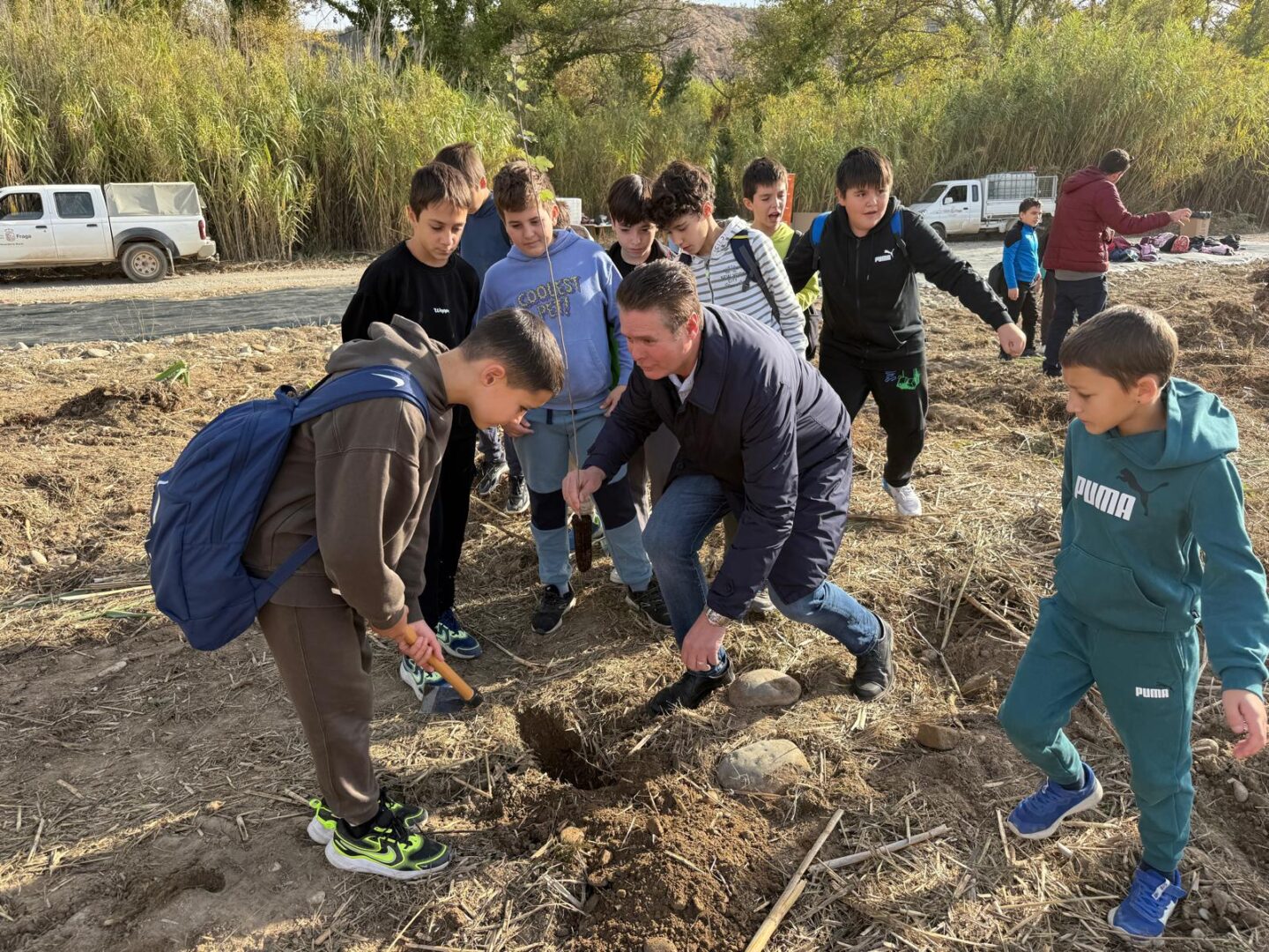 cinca revive plantación