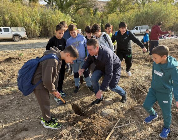cinca revive plantación