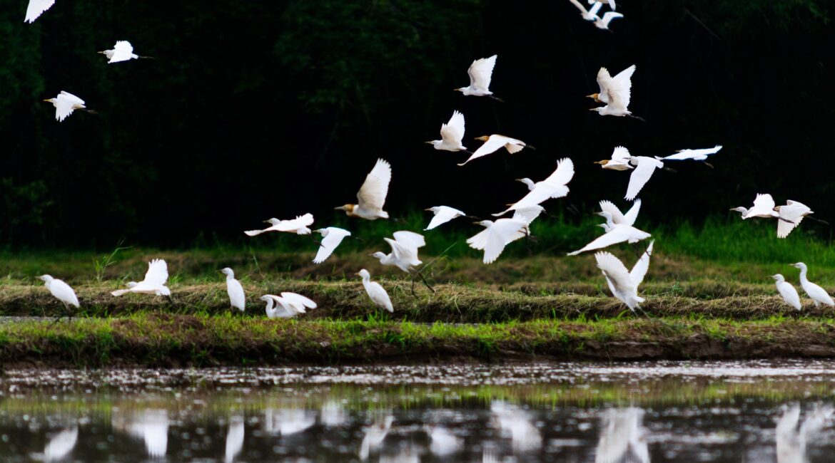 España refuerza las medidas contra la gripe aviar y prohíbe la cría de aves al aire libre desde el lunes