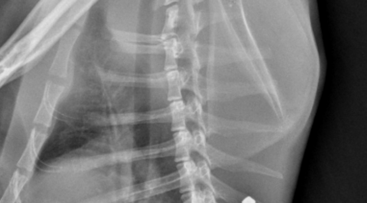 Denuncian en Fraga un presunto caso de maltrato animal tras hallar un gato con perdigones en el cuerpo