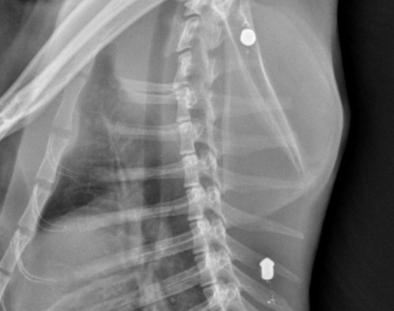 Denuncian en Fraga un presunto caso de maltrato animal tras hallar un gato con perdigones en el cuerpo