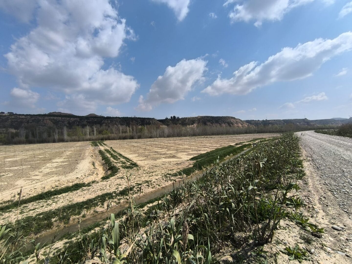 Cinca Revive Separata 2