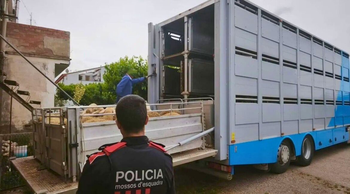 Detenido tras robar 28 corderos y una furgoneta en Ontiñena y ser interceptado en Lérida