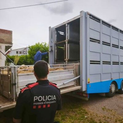 Detenido tras robar 28 corderos y una furgoneta en Ontiñena y ser interceptado en Lérida