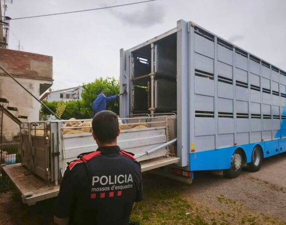 Detenido tras robar 28 corderos y una furgoneta en Ontiñena y ser interceptado en Lérida