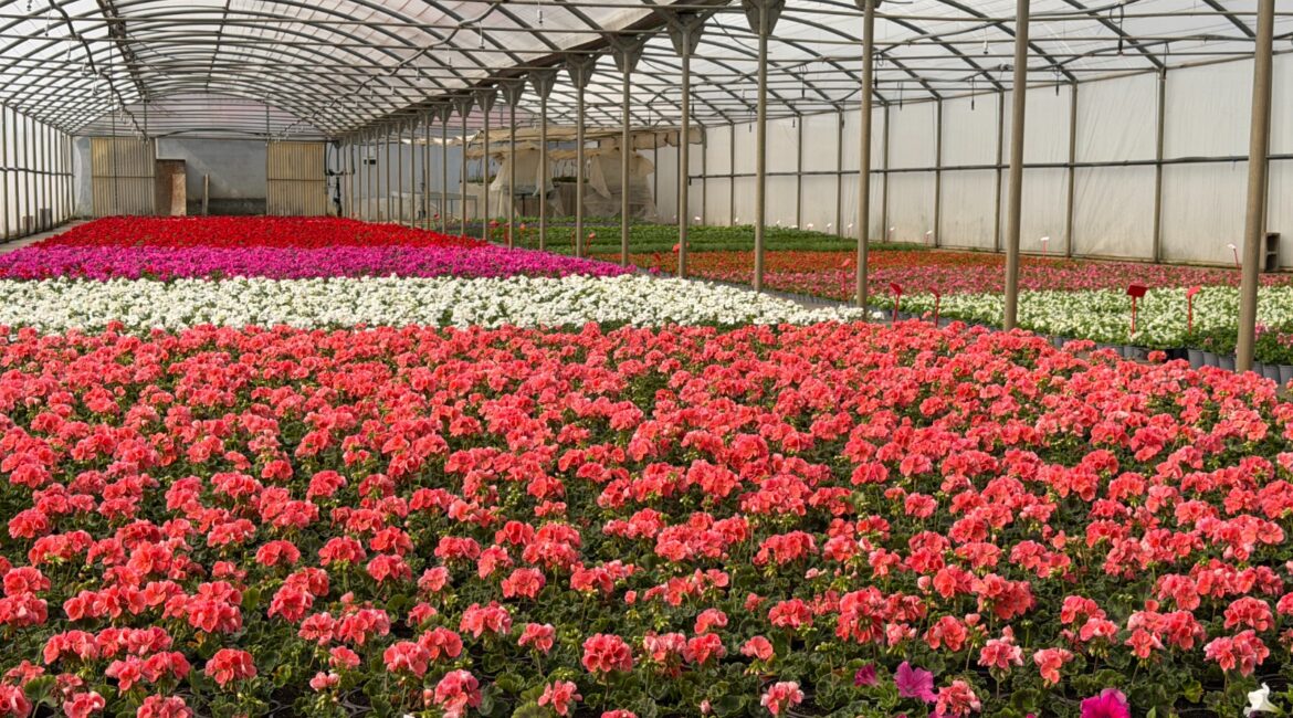 La Diputación embellece los pueblos del Alto Aragón con más de 80.000 plantas