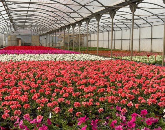 La Diputación embellece los pueblos del Alto Aragón con más de 80.000 plantas