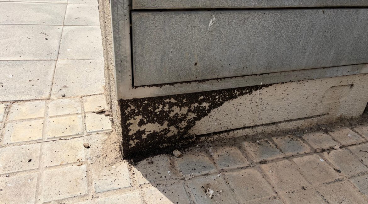 Posible plaga de insectos en el Barrio San Simón de Fraga
