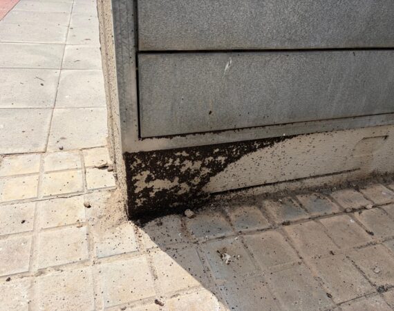 Posible plaga de insectos en el Barrio San Simón de Fraga